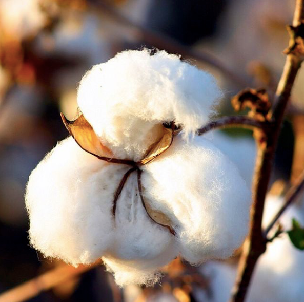 Coton de Pima : la noblesse du textile